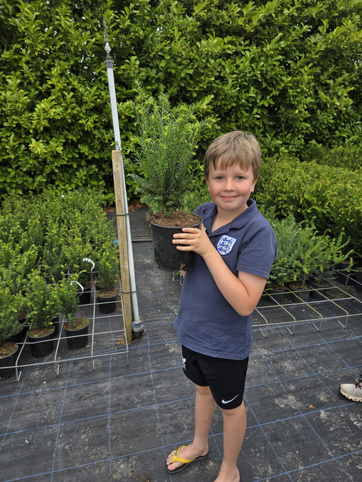 Yew Hedging 1 Litre Pot