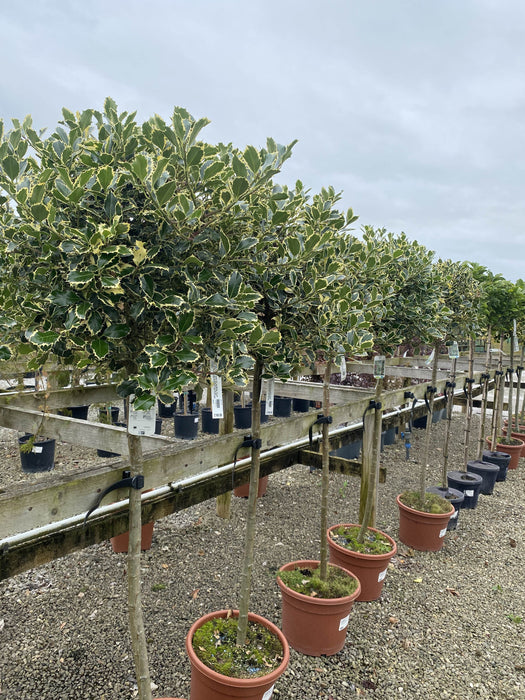 Ilex Aquifolium Argentea Marginata 20 Litre 1/2 Standard 110cm Stem