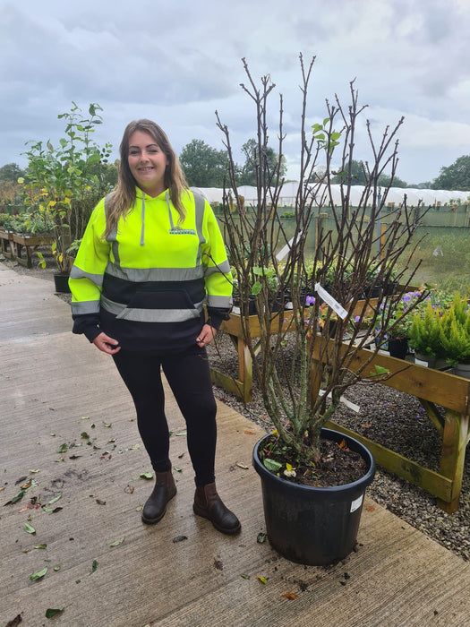 Syringa Andanken An Ludwig Spath 50 Litre Pot 140/150cm Tall