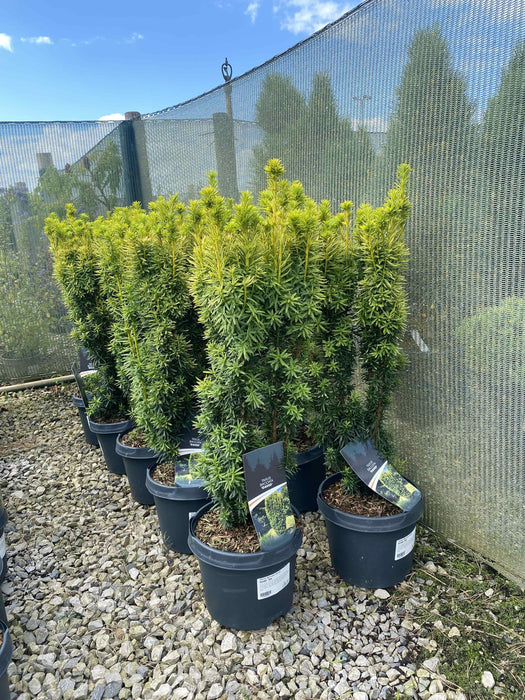 Yew Baccata David 5 Litre Pot 40-50cm