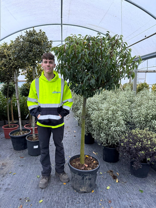 Prunus Lusitanica Myrtifolia 80cm Stem 1/2 Standard 35 Litre Pot