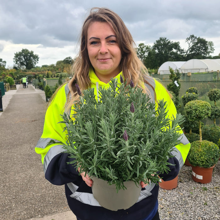 Lavender Stoe. Blue Star 5 Litre