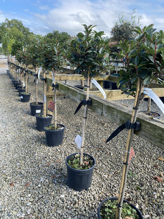 Photinia Robusta Compacta 1/4 Standard 7 Litre Pot