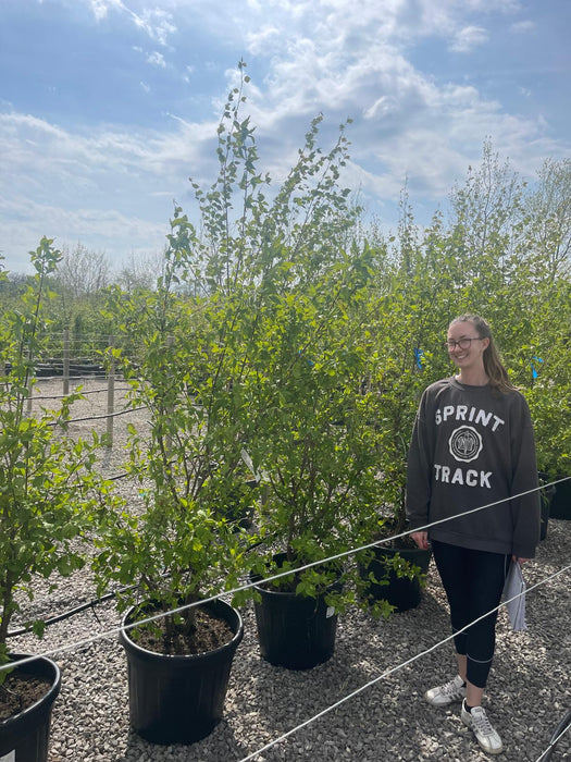 Cornus Mas Rootballed Multi Stem 150/175cm