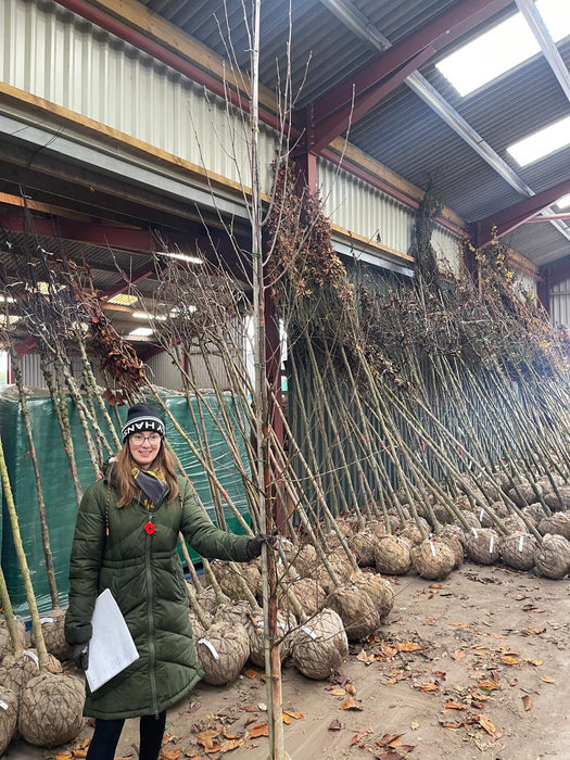 Betula Albo. Fascination Rootballed Standard 8-10cm Girth