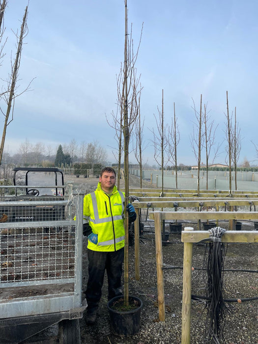 Amelanchier Lamarckii 6-8 cm Girth Full Standard Potted