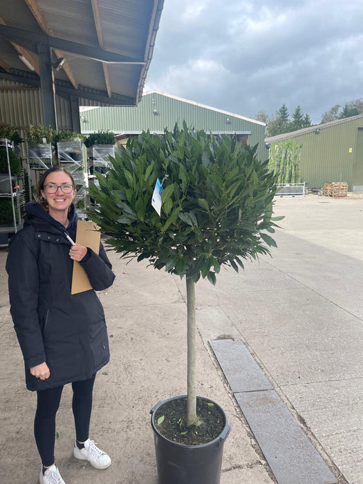 Laurus Nobilis 1/2 Standard  40 Litre Pot 80cm Stem 80/85cm Head