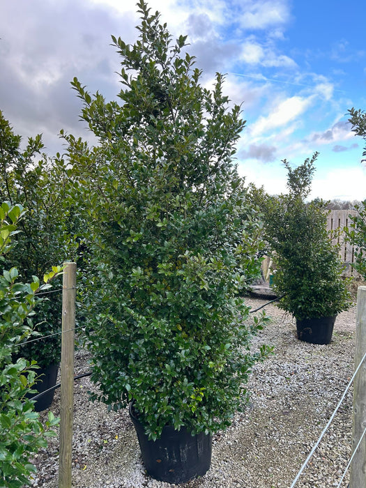 Ilex Meserveae Blue Maid 90 Litre Specimen 230/250cm