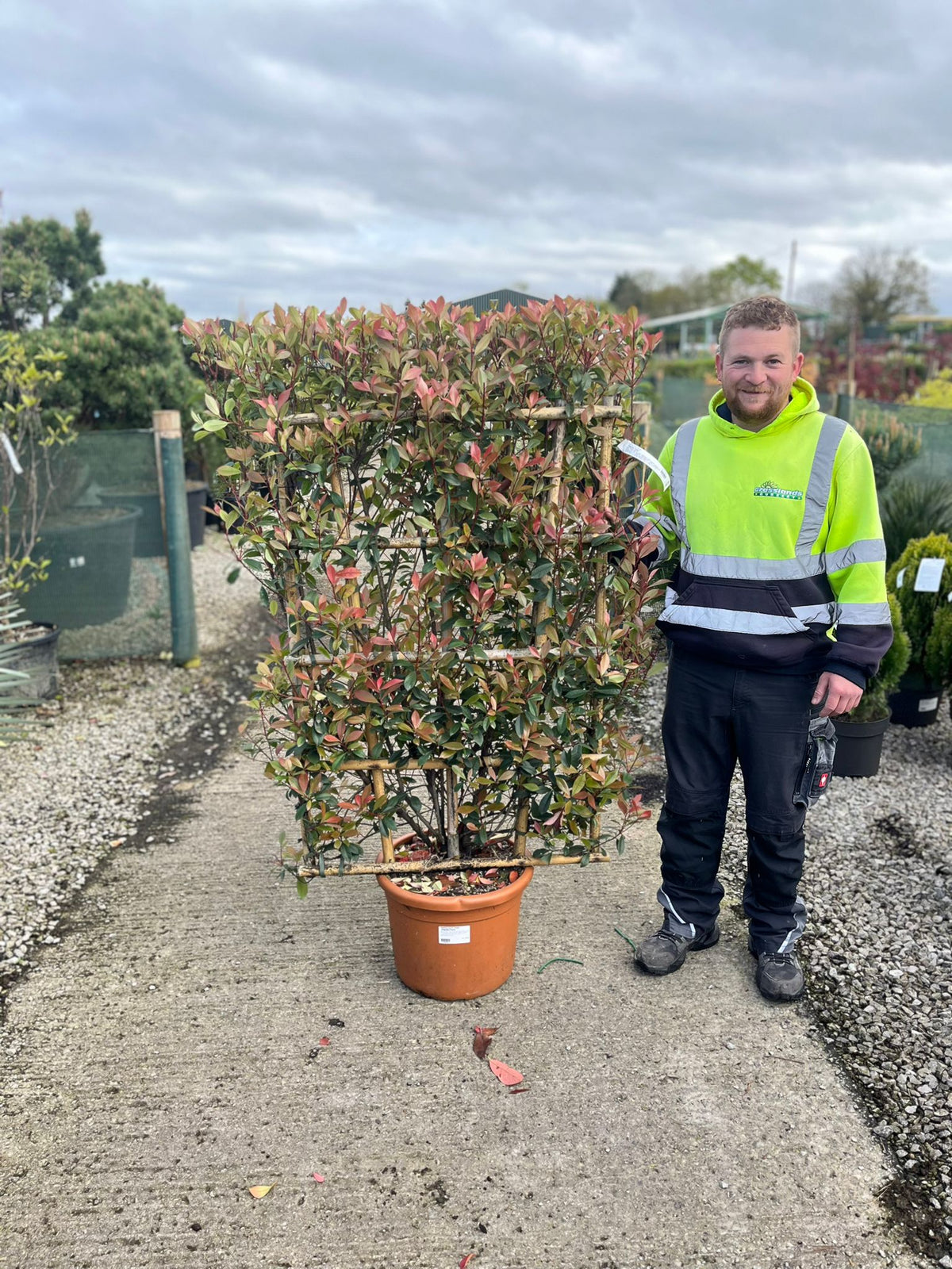 Photinia Carre Rouge Pleached Wall Frame 120cm Tall X 80cm Wide 