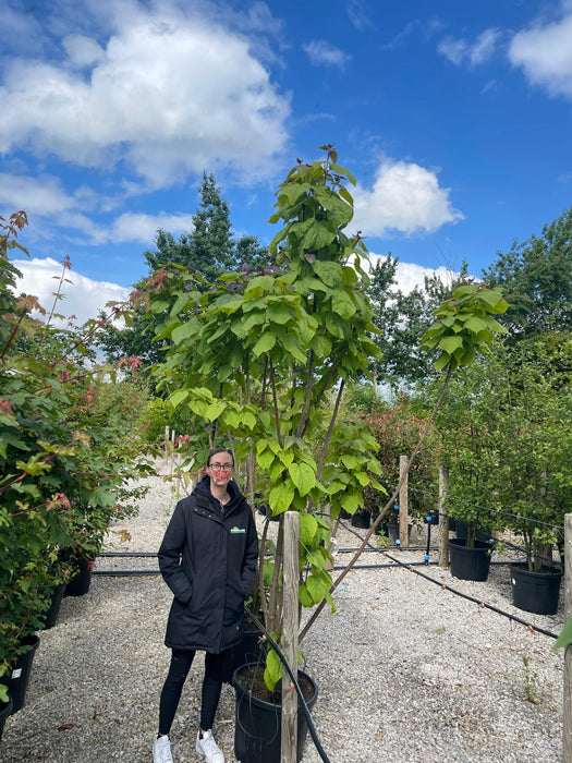 Catalpa Bignonioides Multi Stem 1.8/2m