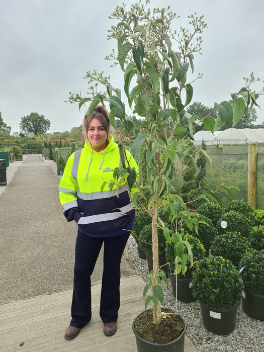 Heptacodium Miconioides 20 Litre Pot 175cm Tall