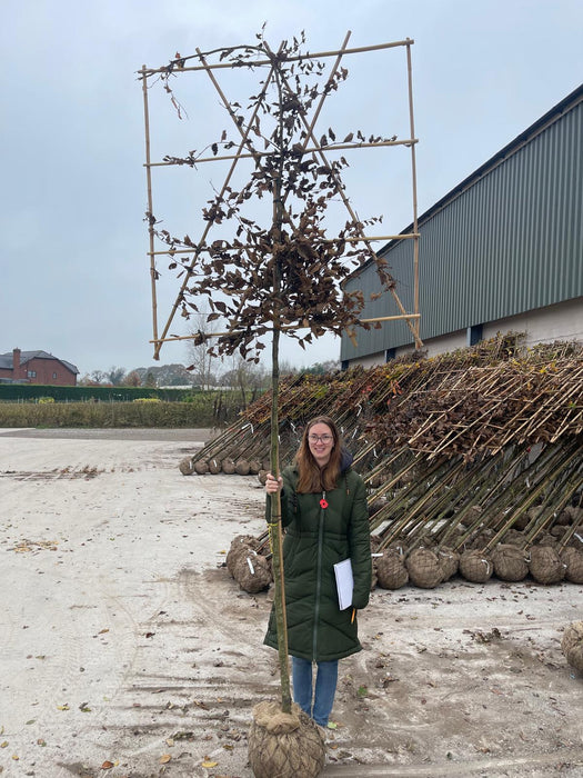 Carpinus B. Pleached Rootballed 180cm Stem, 120cm x 120cm