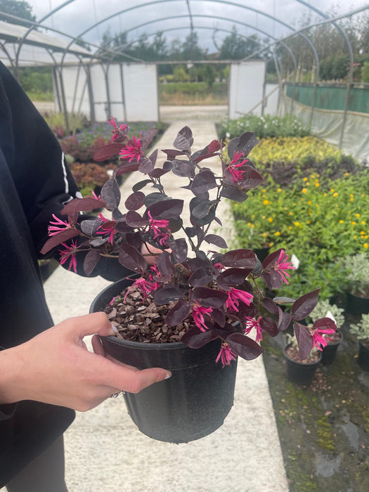 Loropetalum Chinense Fire Dance 3 Litre Pot