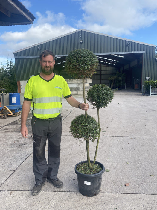 Ligustrum Delavayanum 3 Ball Pom Pom - 25 Litre Pot