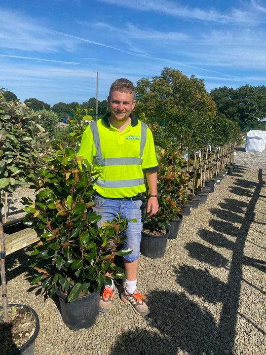 Magnolia G. Little Gem 18 Litre Pot 80/100cm