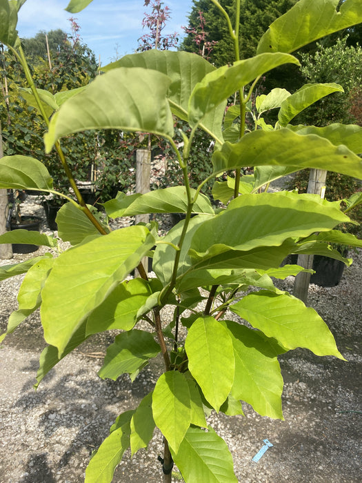 Magnolia Blue Opal 5 Litre Pot 1/4 Standard