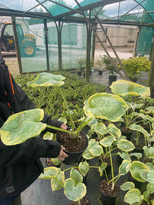 Hosta Francis Williams 3 Litre Pot