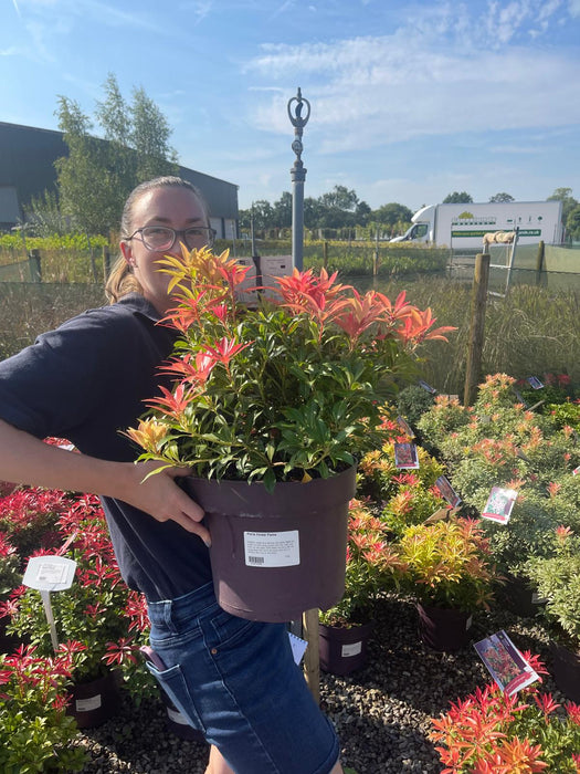 Pieris jap. Forest Flame 7.5 Litre Pot