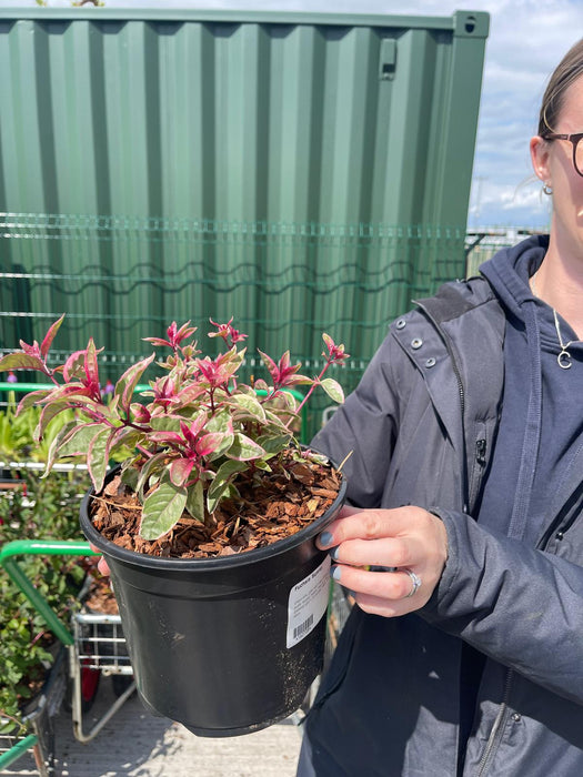 Fuchsia Sunray 3 Litre Pot