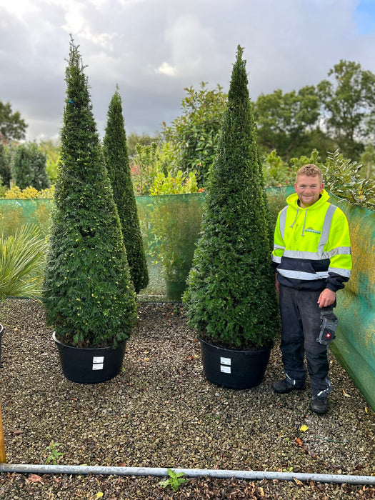 Yew Cone - Taxus Baccata 200/210cm Super Sized