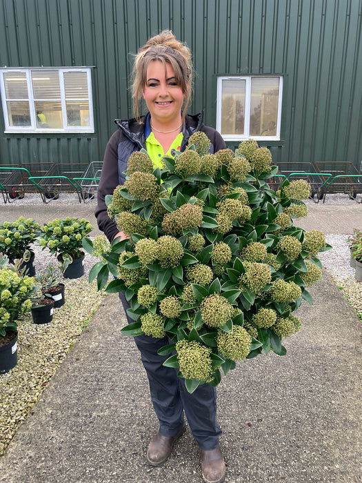 Skimmia Japonica Fragrant Cloud 10 Litre Pot