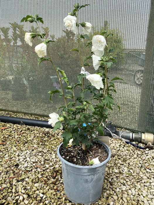 Hibiscus White Chiffon 4.5 Litre Pot