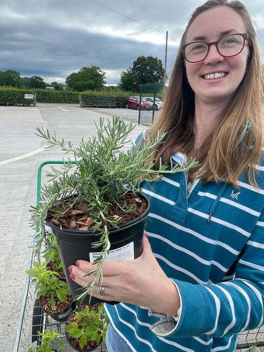 Rosmarinus  Whitewater Silver 3 Litre Pot