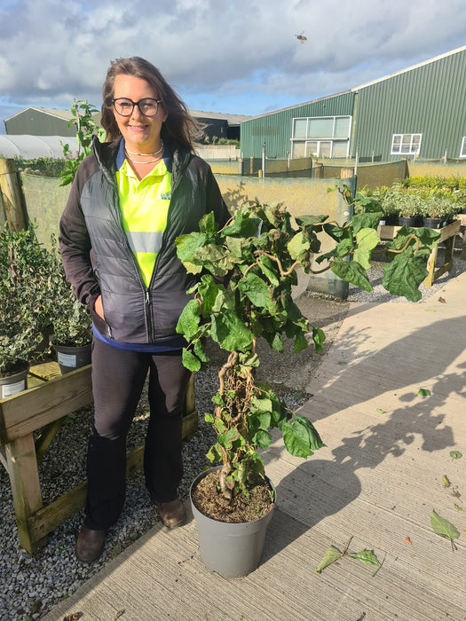 Corylus Contorta 12 Litre Pot 80/100cm Tall