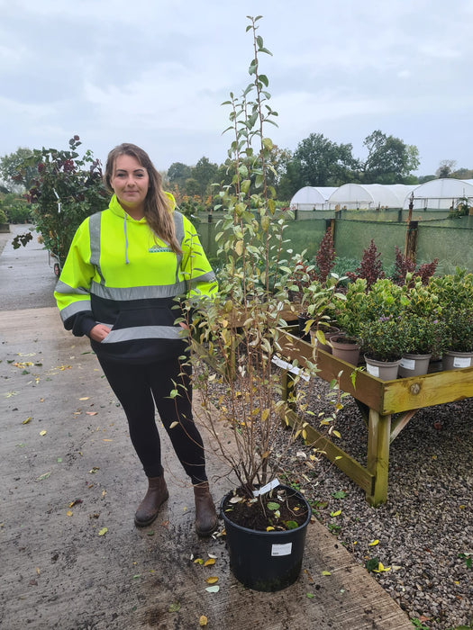 Elaeagnus Quicksilver 20 Litre Pot 180/190cm Tall