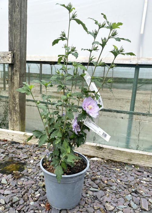 Hibiscus Lavender Chiffon 4.5 Litre Pot