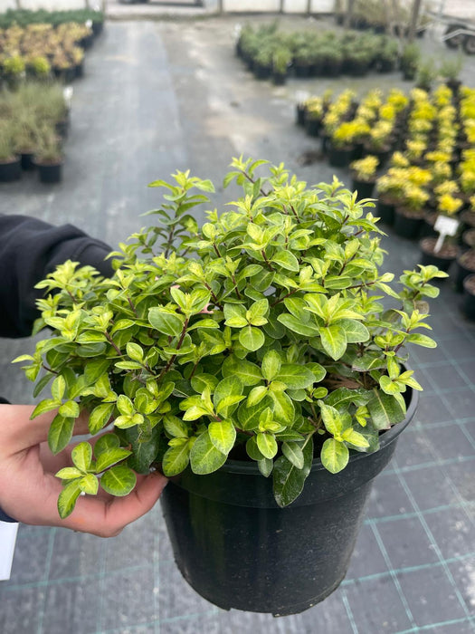 Pittosporum Ten. Golden Ball 3 Litre Pot