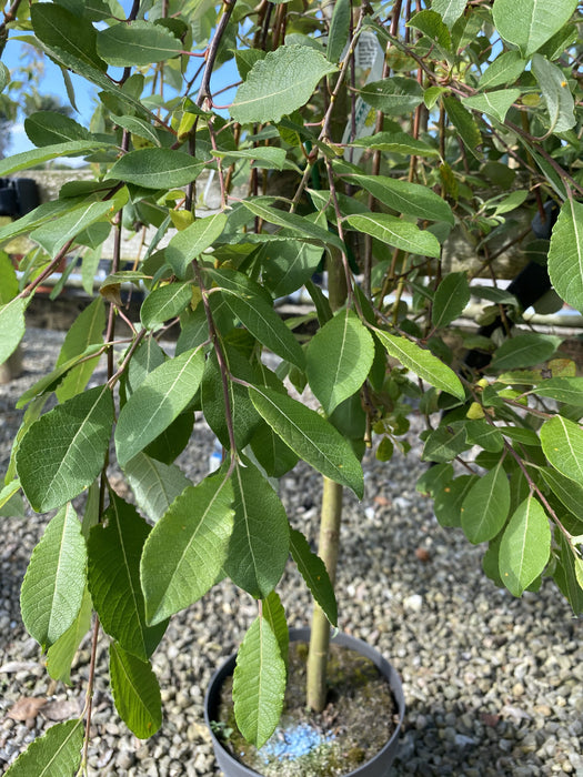 Salix Caprea Kilmarnock 15 Litre Pot 1/2 Standard