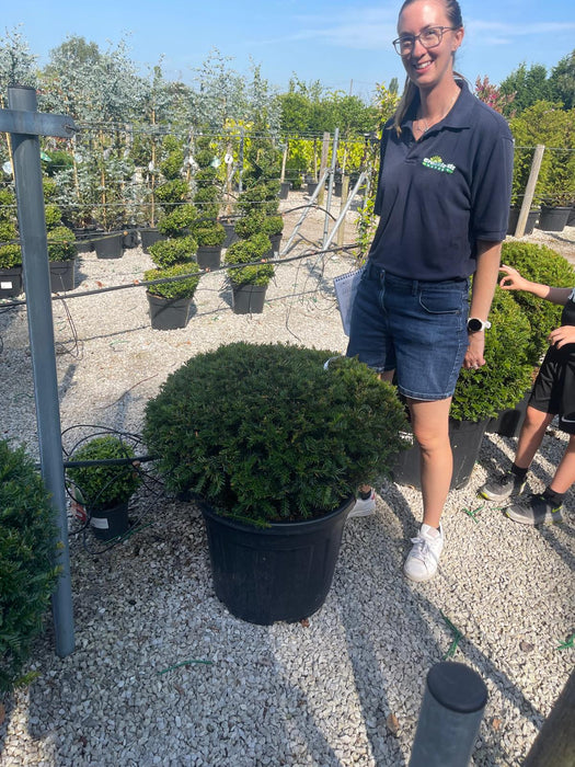 Taxus Baccata Dome 70-80cm Wide