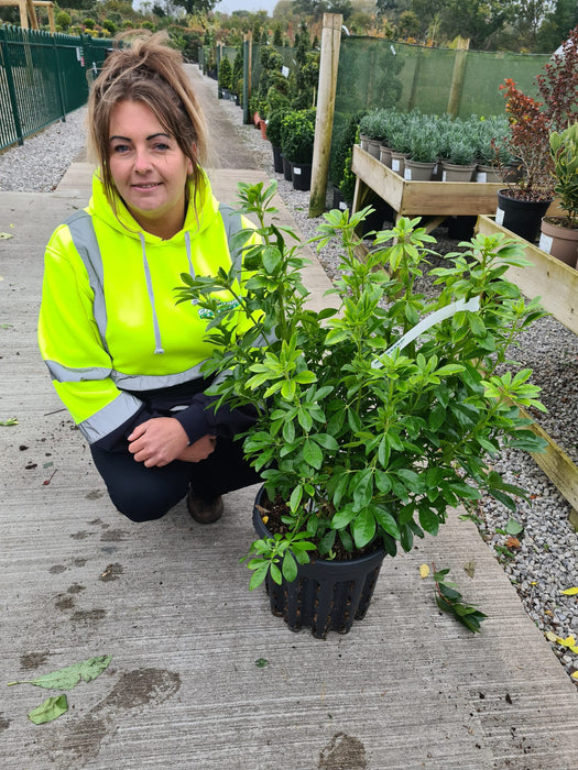 Choisya Ternata 20 Litre Pot Grown 60/70cm Tall