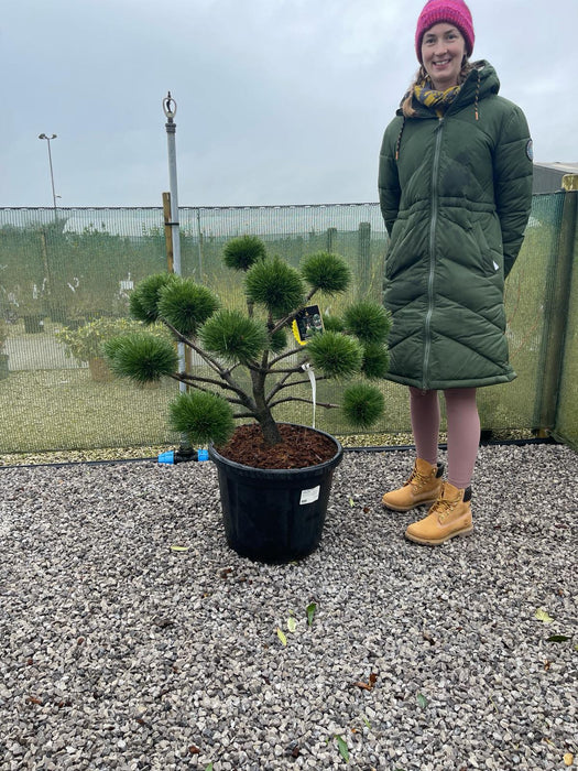 Pinus Nigra Brepo Bonsai 35 Litre Pot