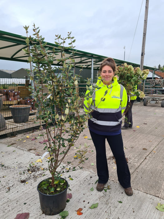 Viburnum Burkwoodii 20 Litre Pot 150cm