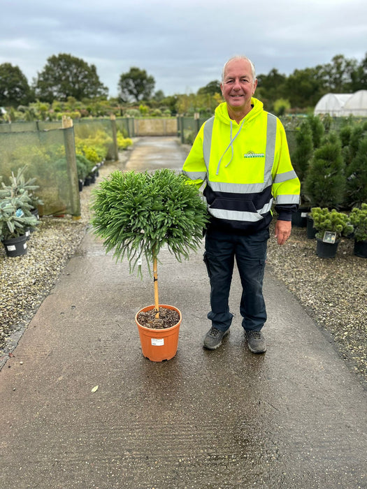 Cryptomeria Japonica Globosa Nana 12 Litre Pot 40/50cm Stem 1/4 Standard