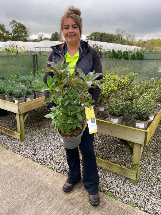 Azalea Knaphill Anneke 5 Litre Pot