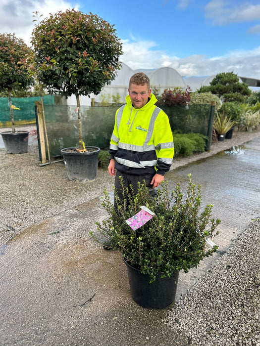 Azalea Japonica Amoena 40 Litre Pot Specimen Sized