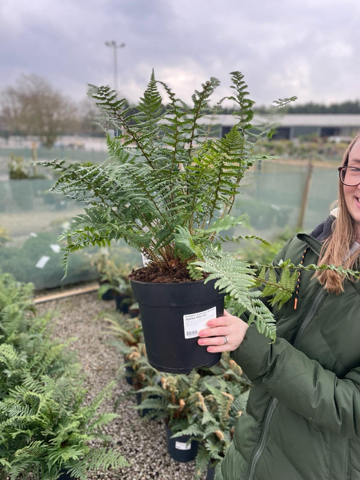 Dryopteris erythrosora Brilliance 5 Litre Pot