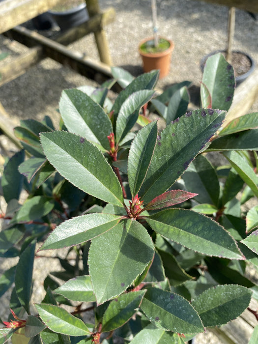 Photinia Robusta Compacta 1/4 Std 7 Litre Pot