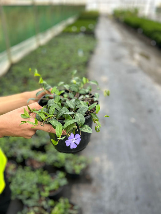 Vinca Minor 3 Litre Pot