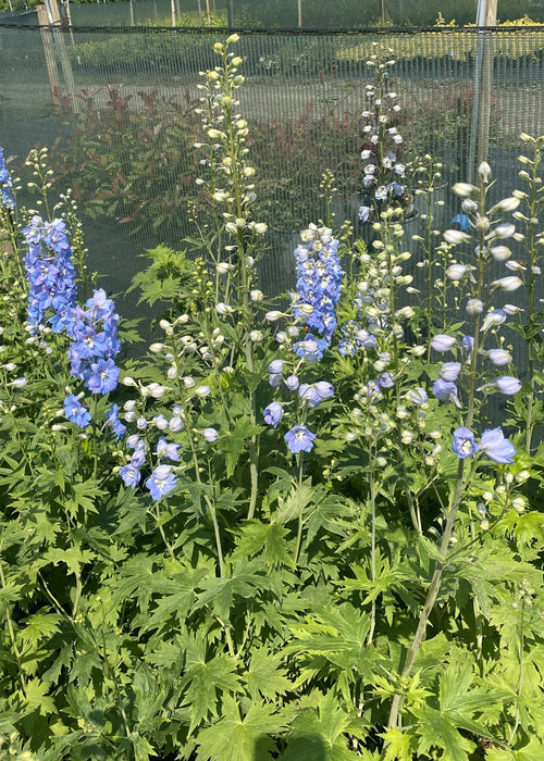 Delphinium Dark Blue White Bee 3 Litre Pot