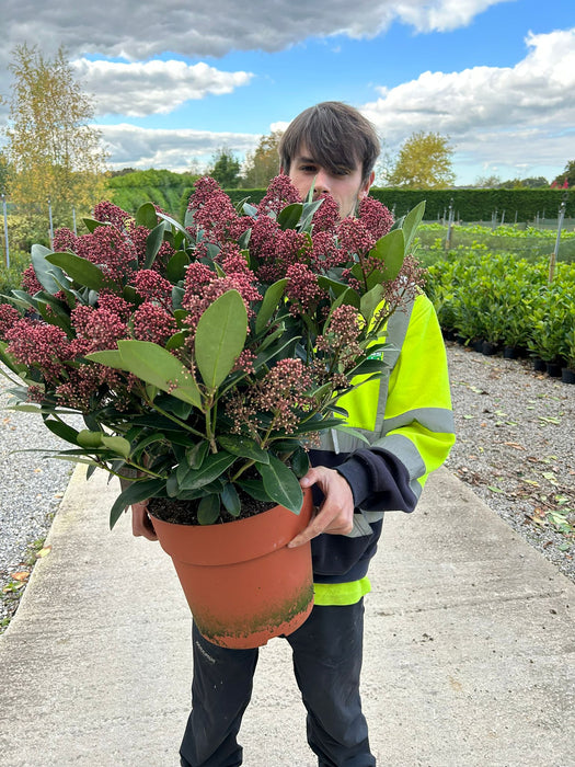 Skimmia Japonica Rubella 10 Litre Pot