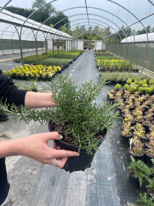 Rosemary Whitewater Silver 3 Litre Pot