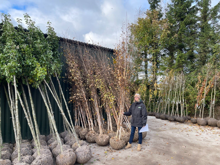 Betula Utilis Rootballed Multi Stem 2/2.5 Metre