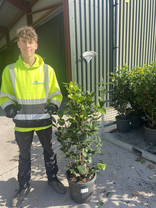 Camellia Japonica Snow White 18 Litre Pot