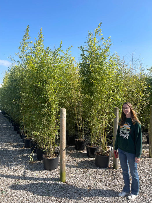 Phyllostachys Aurea, Golden Bamboo 35 Litre Pot 2.5/3 Metres