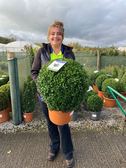 Buxus Ball 15 Litre Pot  45/50cm