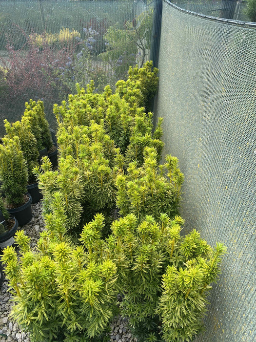 Yew Baccata David 5 Litre Pot 40-50cm